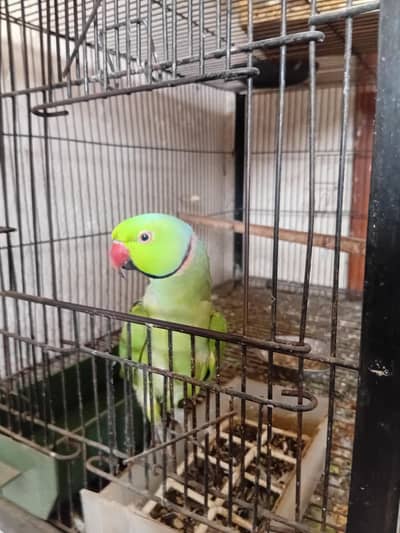 Green Ring Nick Super Tame Zero Bite Face To Face Talking Male Parrot