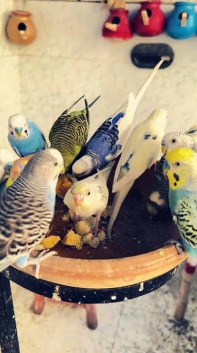 haidri birds and pigons