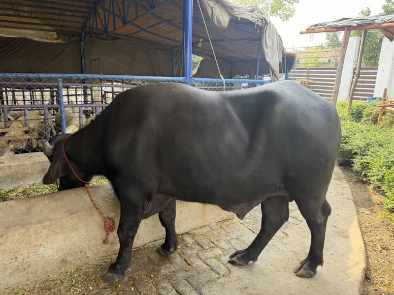 Healthy Black Male Buffalo for Sale – Rs. 575,000 | Raiwind Road ...