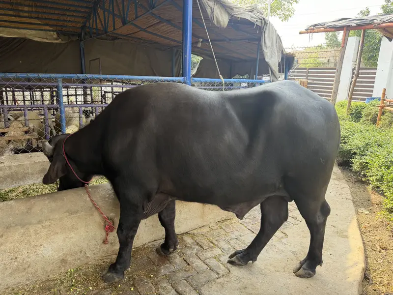 Healthy Black Male Buffalo for Sale – Rs. 575,000 | Raiwind Road — photo 2