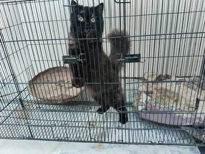 Persian cat