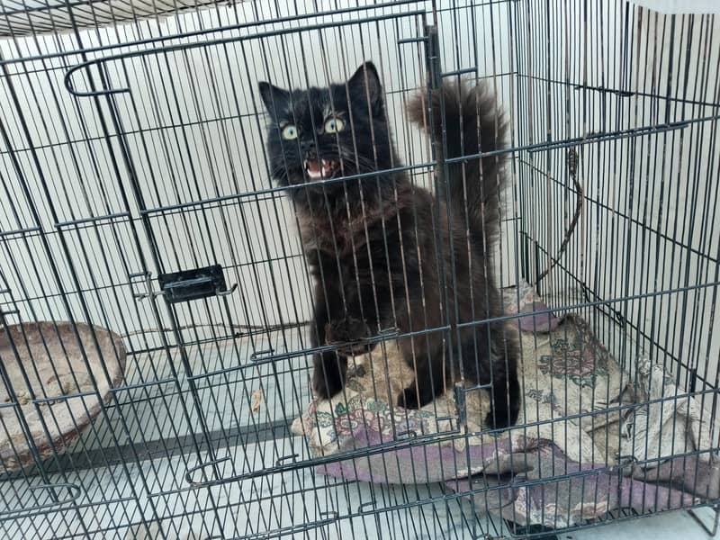 Persian cat 1