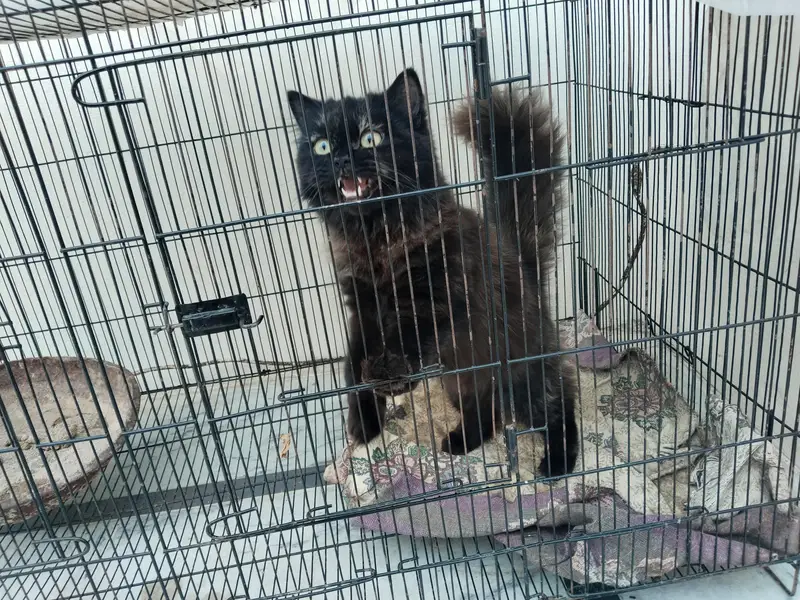 Persian cat — photo 2
