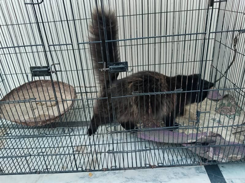 Persian cat 2