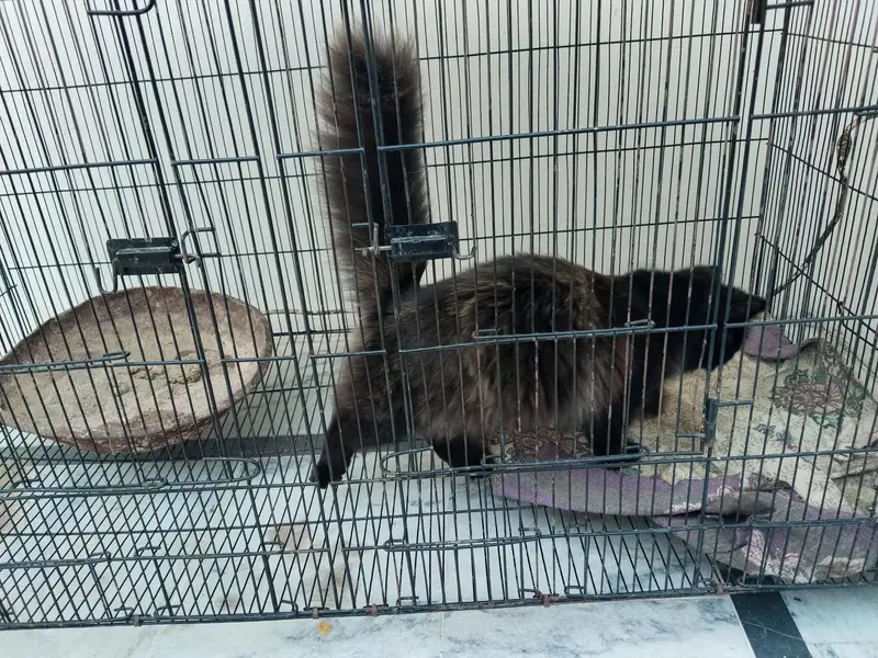 Persian cat — photo 3