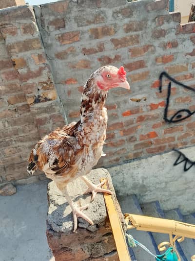 jawa murga and cheeni murgi ka pair for sale ha.