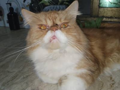persian male blood line Peki Punch Face 3pl coat Pure Bread