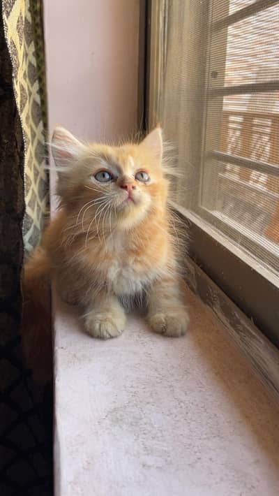 3 Persian kittens available