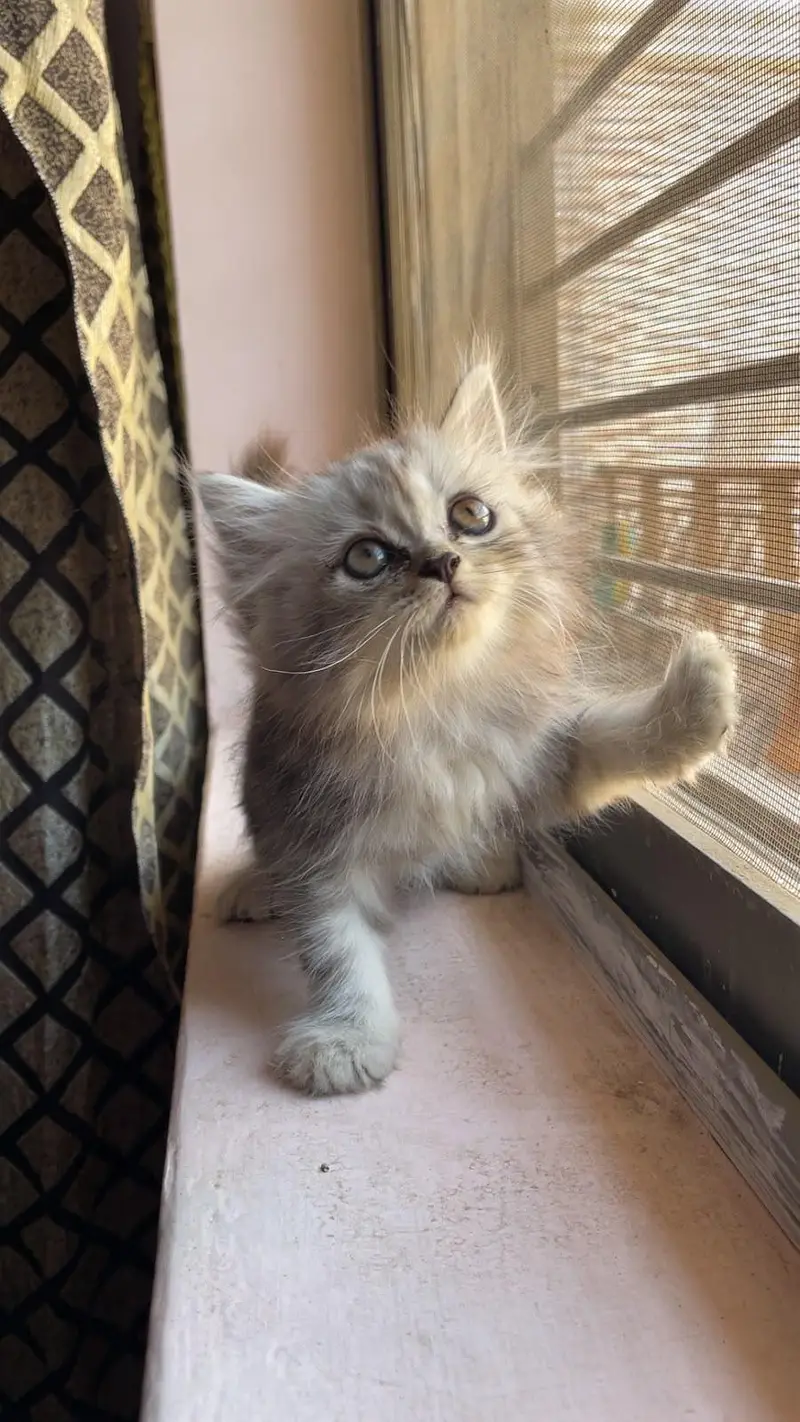 3 Persian kittens available — photo 2