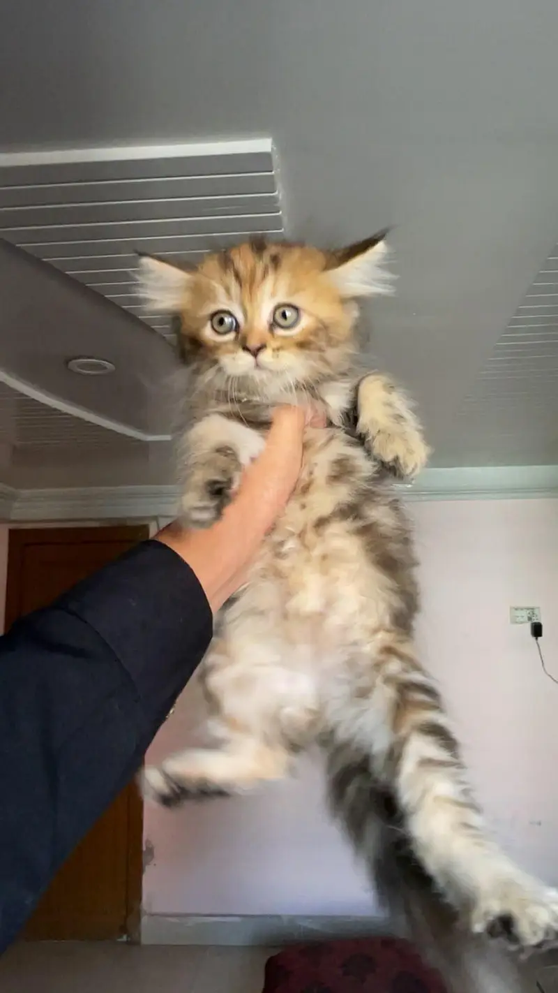 3 Persian kittens available — photo 3