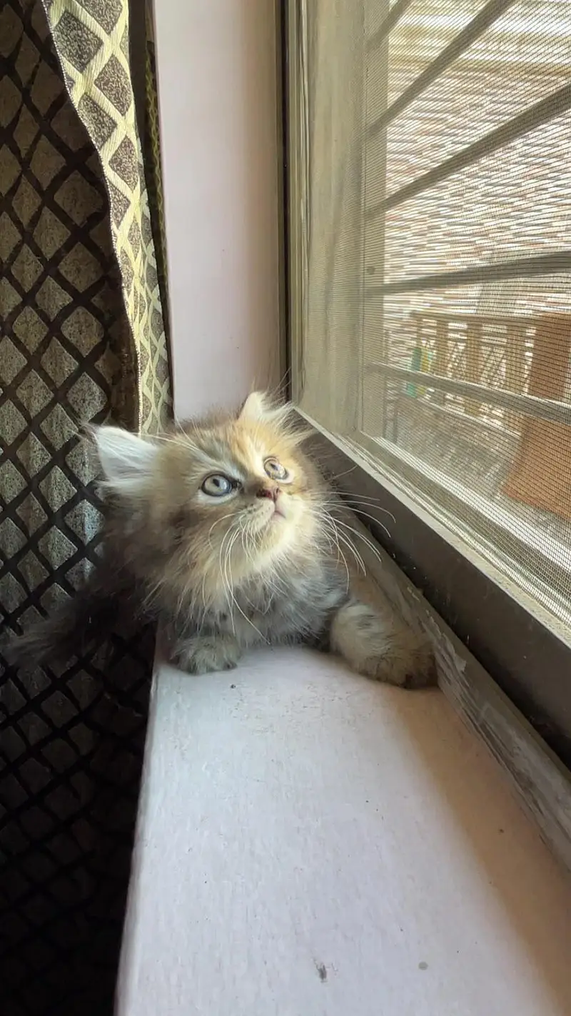 3 Persian kittens available — photo 4
