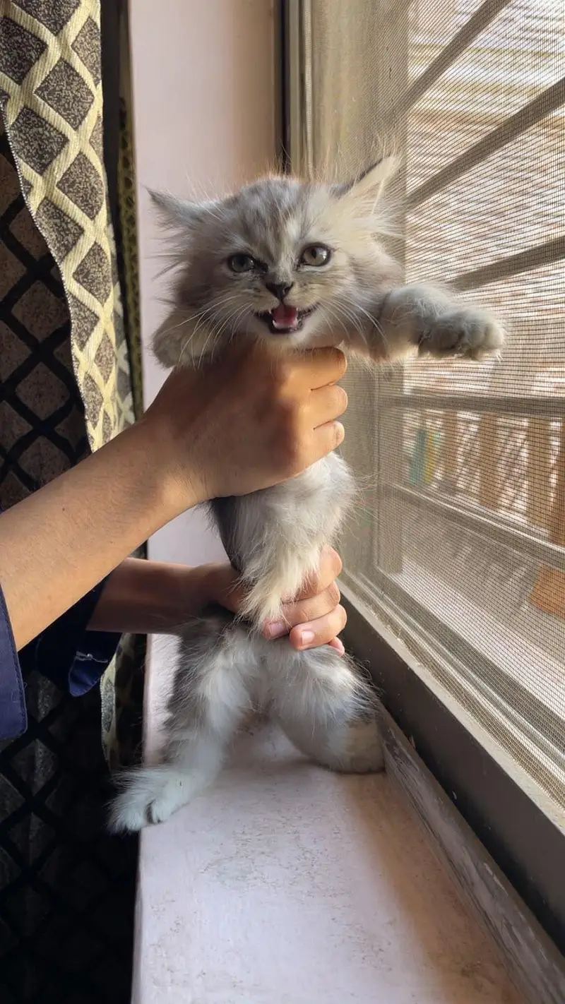 3 Persian kittens available — photo 5