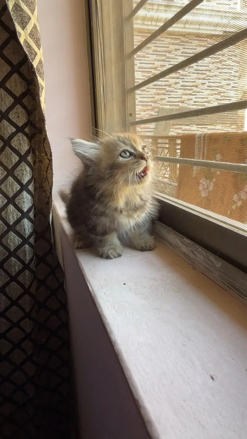3 Persian kittens available — photo 6