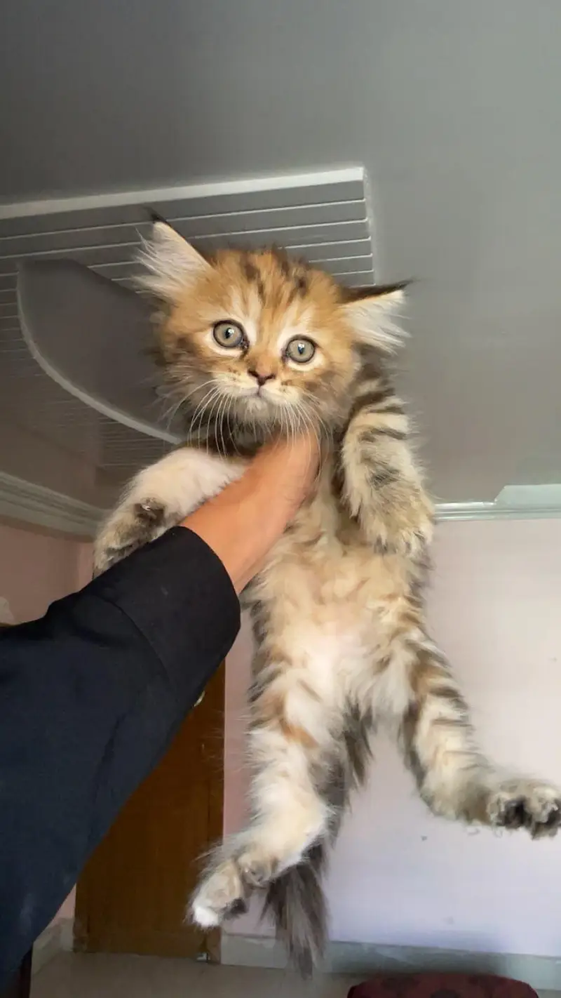 3 Persian kittens available — photo 7