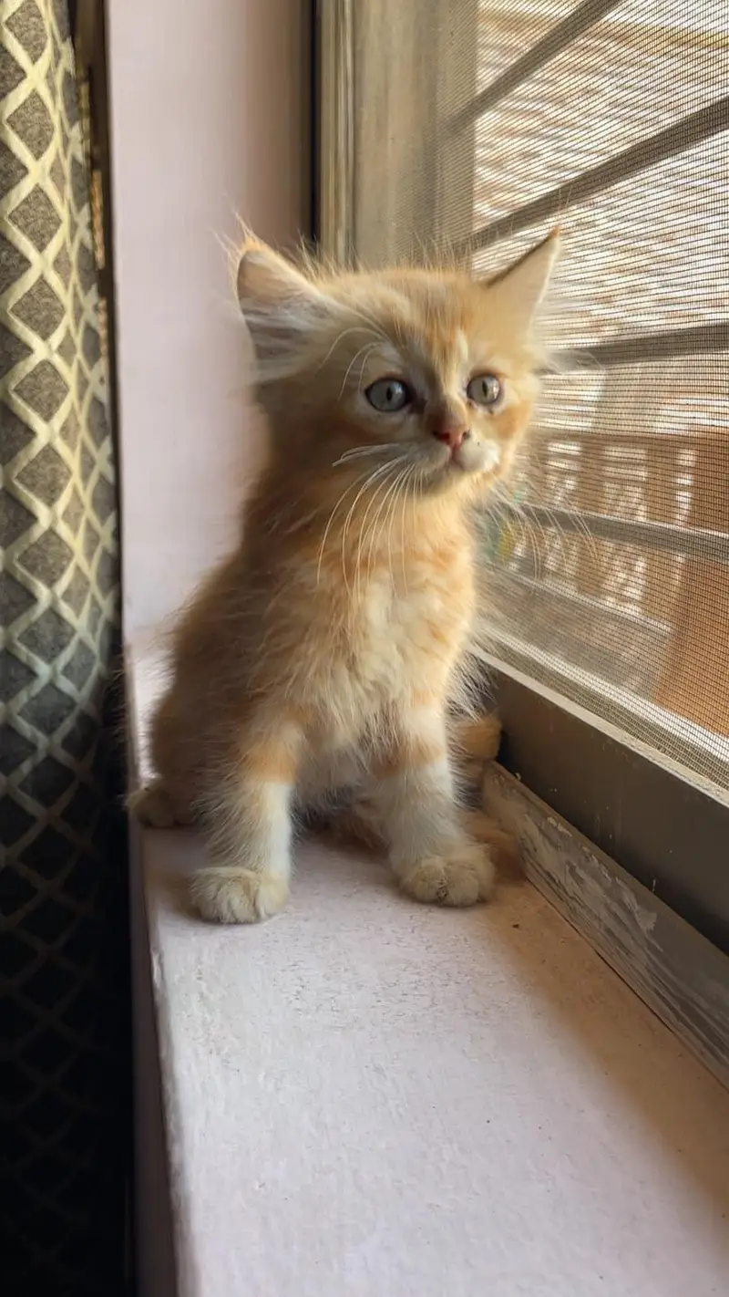 3 Persian kittens available — photo 8