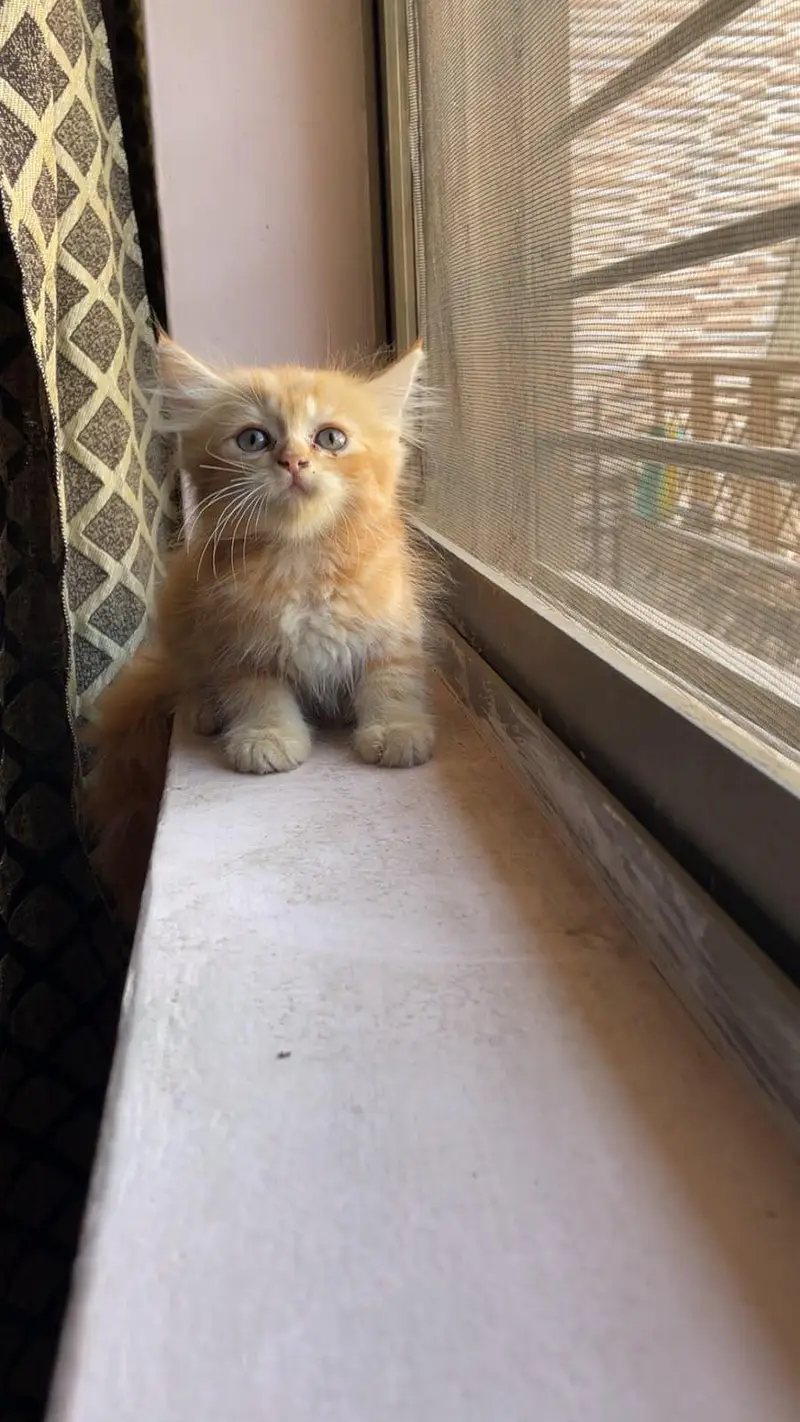 3 Persian kittens available — photo 9