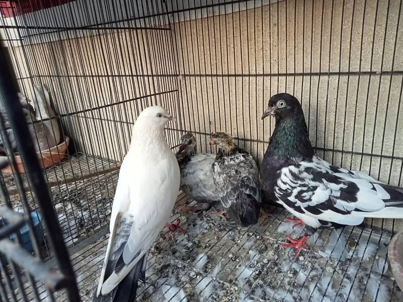 Breeder Pair 0