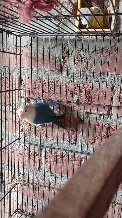 Love bird pair for sale 03124499315 cntct nmb