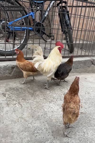 Dasi murga or murgiya