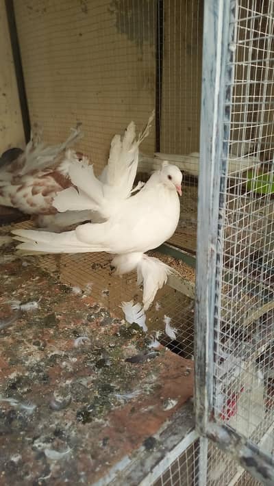 amarican male for sale