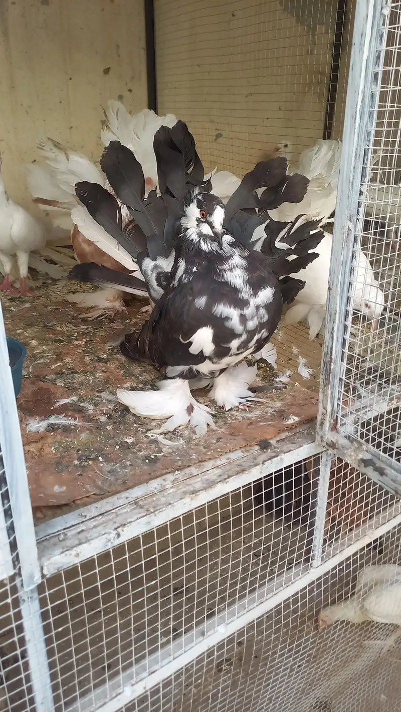 amarican male for sale — photo 2