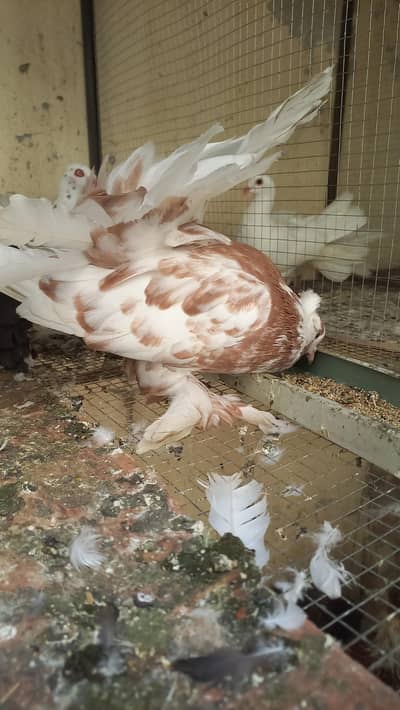 amarican male for sale