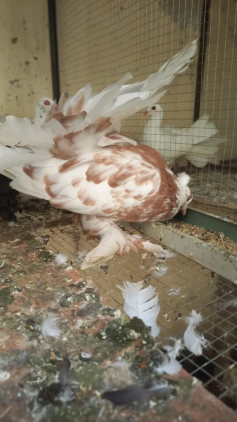 amarican male for sale — photo 3