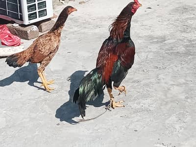 Aseel hens pair, male and female