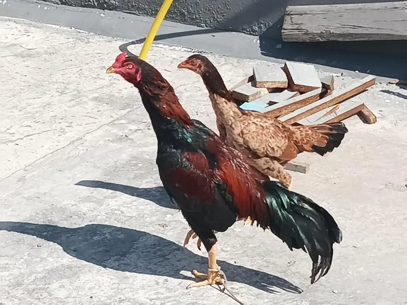 Aseel hens pair, male and female — photo 2