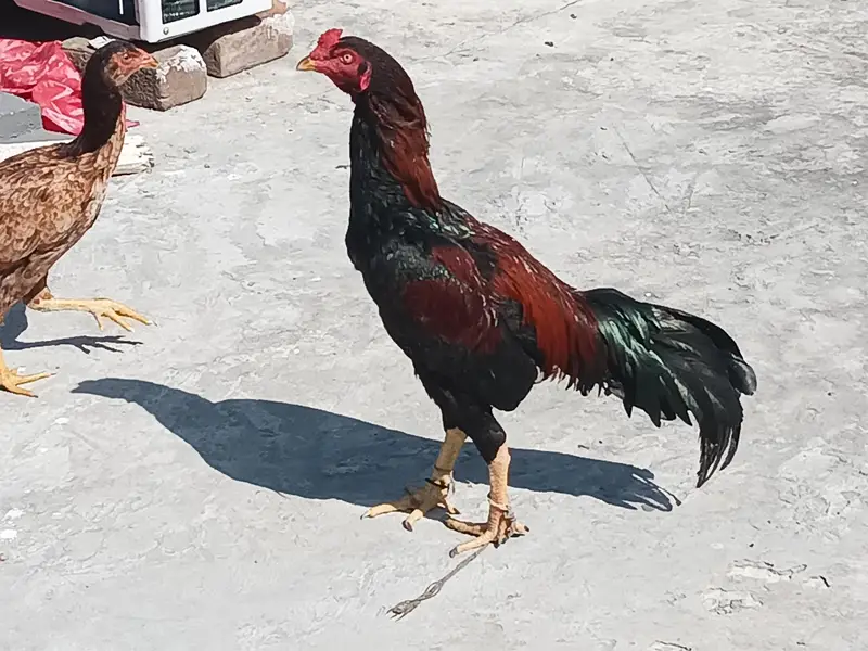 Aseel hens pair, male and female — photo 3