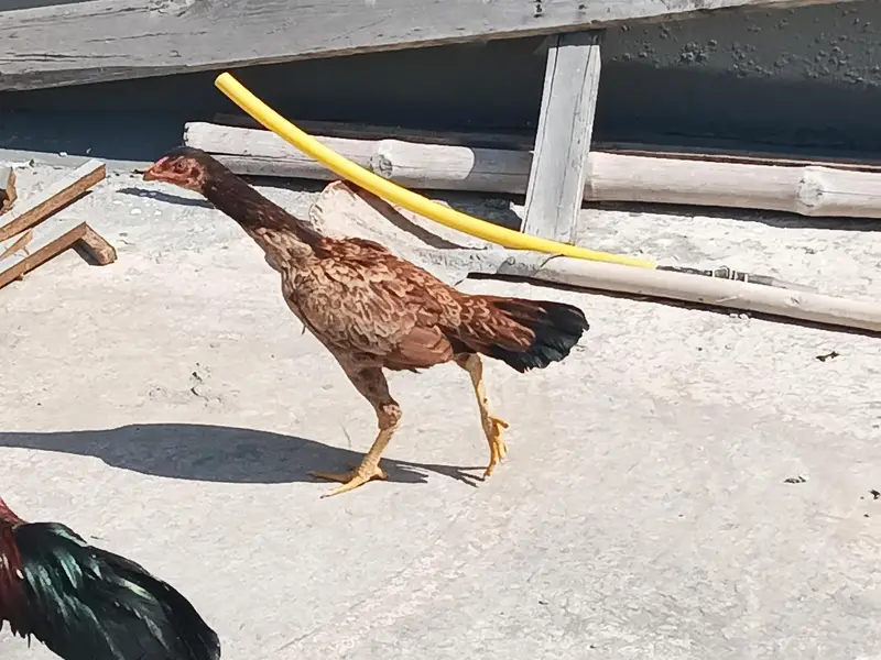 Aseel hens pair, male and female — photo 4