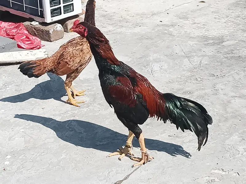 Aseel hens pair, male and female — photo 6