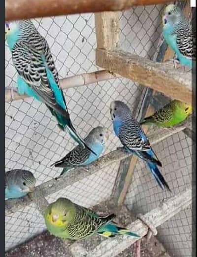 Australian parrot