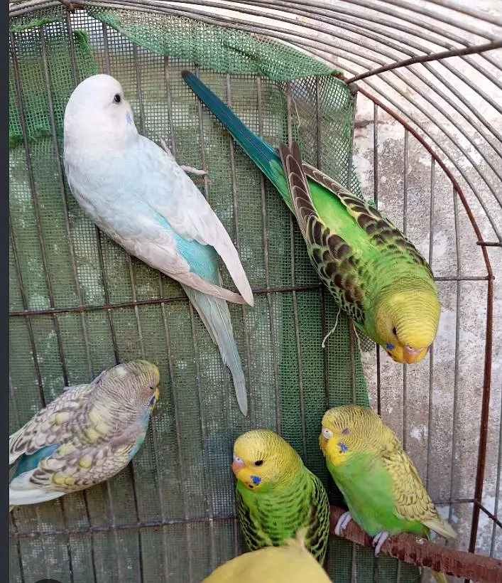Australian parrot — photo 2