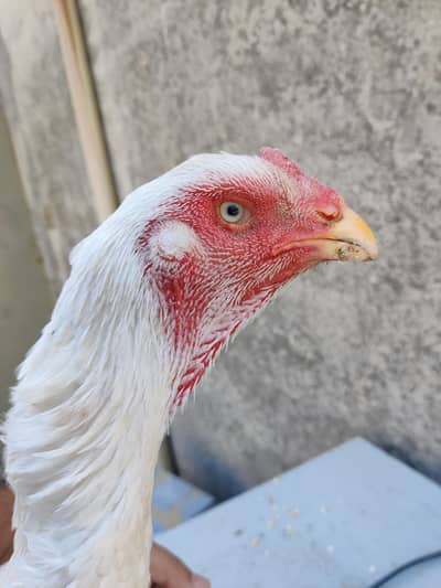 White shamo aseel hen