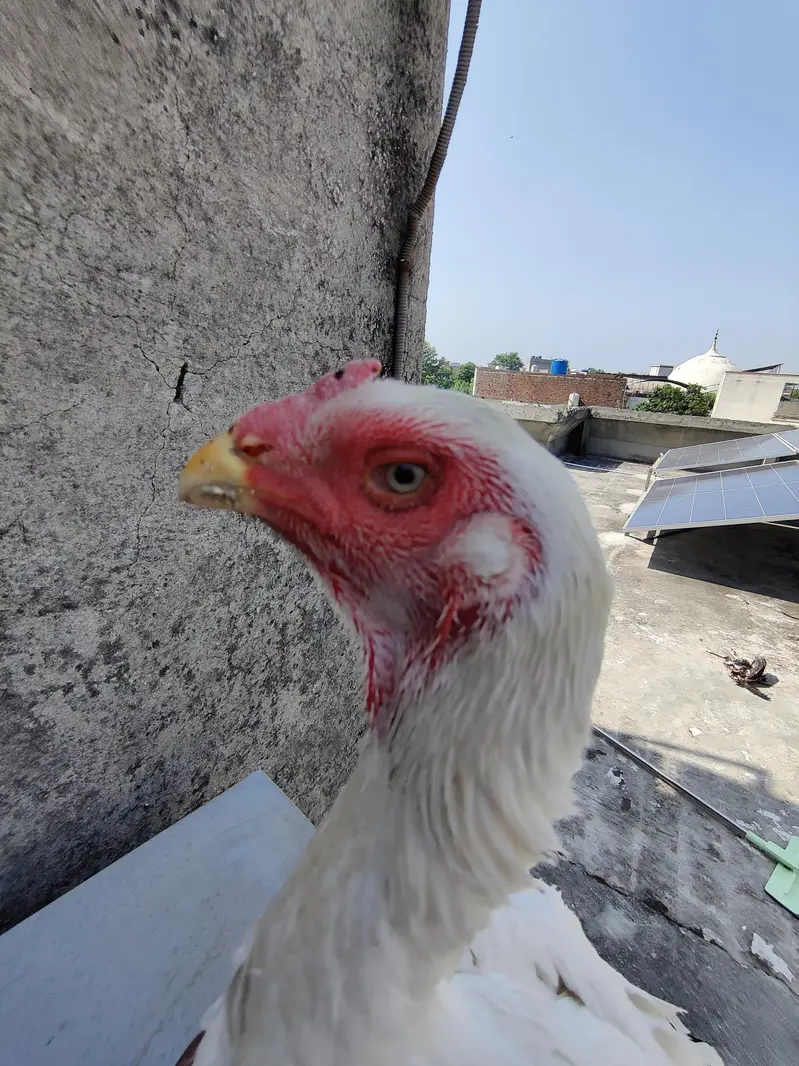 White shamo aseel hen — photo 2