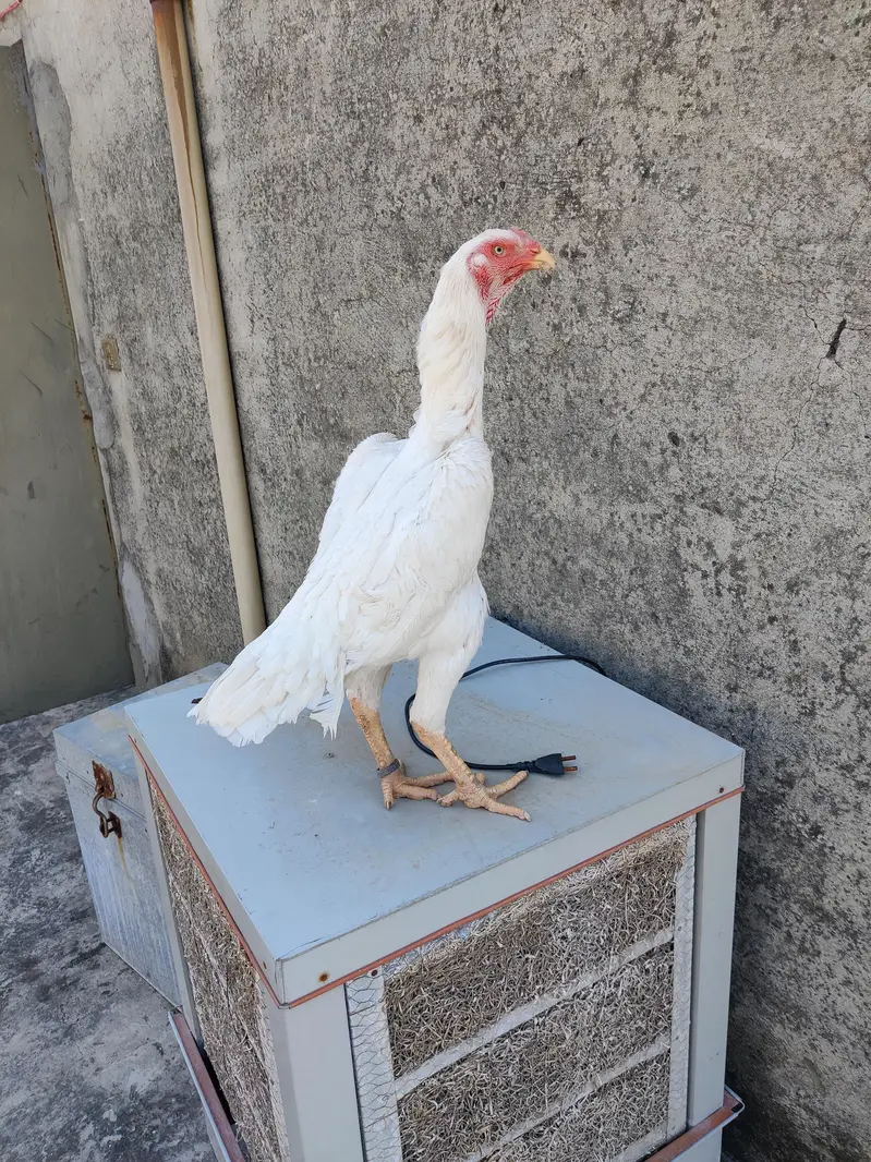 White shamo aseel hen — photo 3