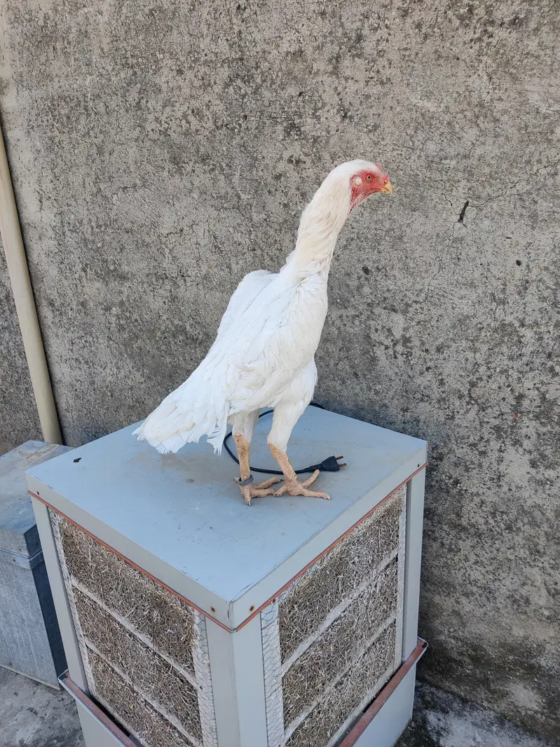 White shamo aseel hen — photo 4