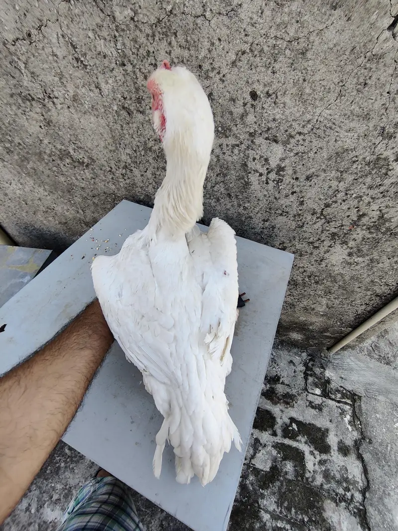White shamo aseel hen — photo 5