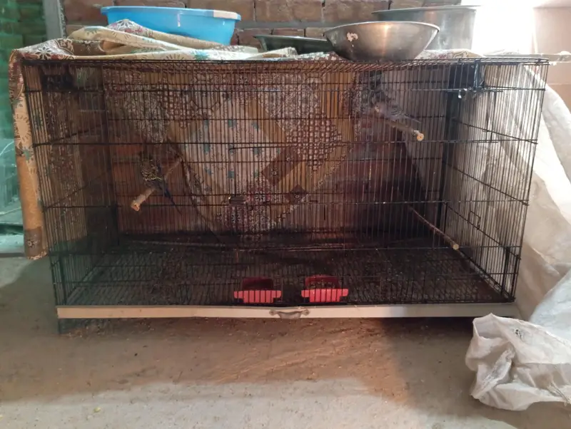 RINGNECK BREEDER PAIR — photo 2