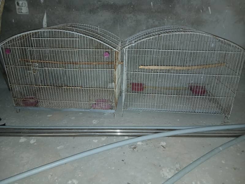 RINGNECK BREEDER PAIR 3