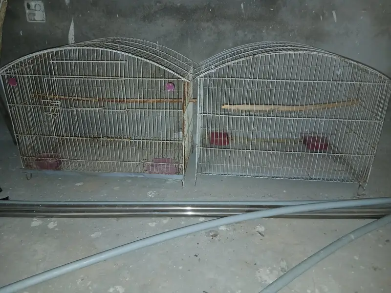 RINGNECK BREEDER PAIR — photo 4