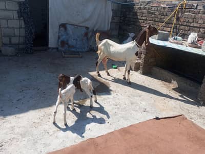 Dhood wali Bakri | Bachon wali Bakri for Sale 03176218773
