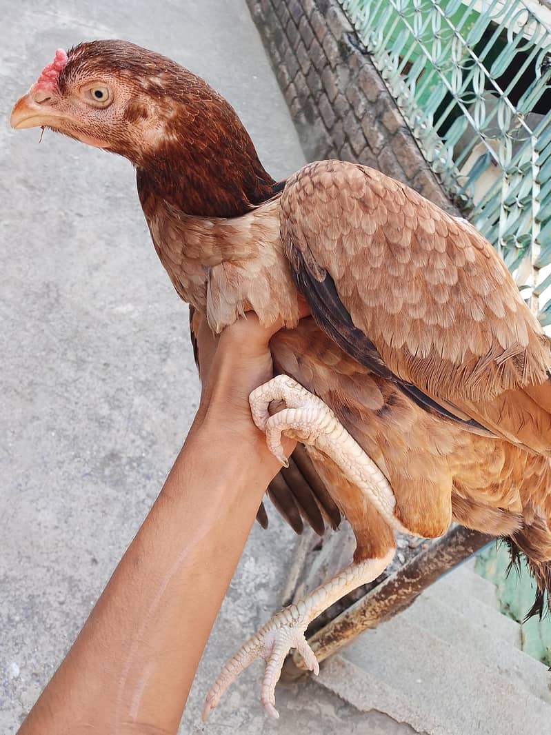 Breeder 1