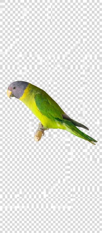 Green Parrot
