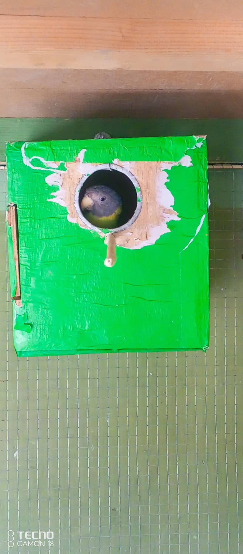 Green Parrot 1