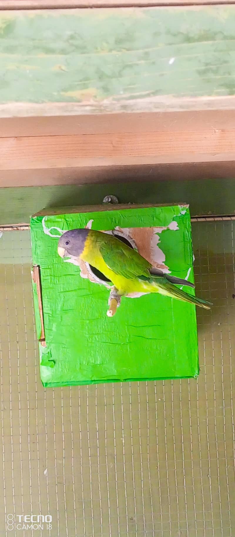 Green Parrot 2