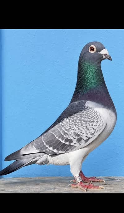 Pigeons