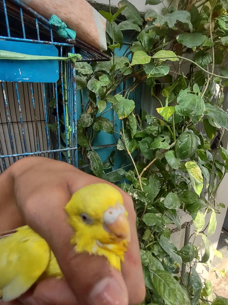 budgie 1