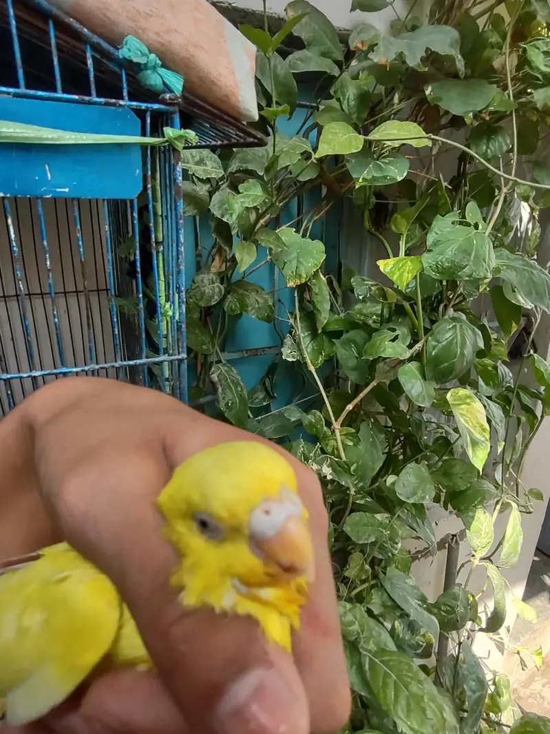 budgie — photo 2
